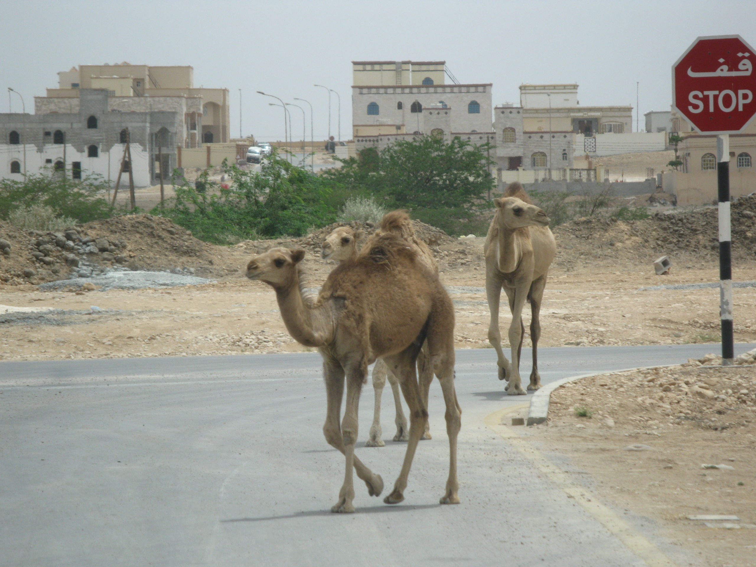 Eine Reise in den Oman – Engl.